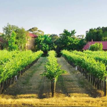 bendigo-wine-tour-sandhurst-ridge-vineyard